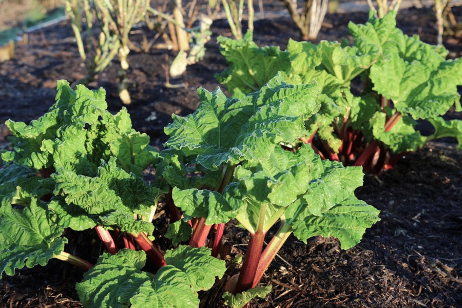 March 2017 sow and multisow, plants offer, growth of autumn sowings, kale and leeks