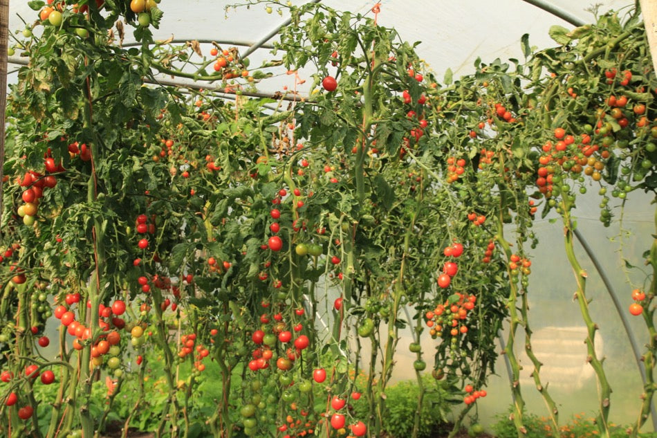 October '16 weather check, harvests, mulching, ripen tomatoes