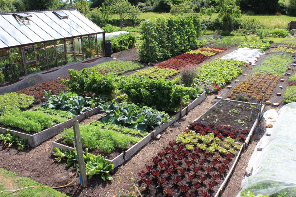 August tomatoes, potatoes, compost heaps, sow now!