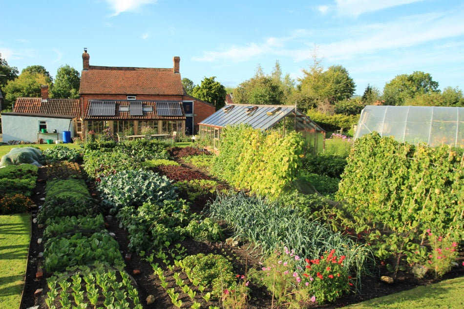 Sept. update sow winter salad, harvest seed, rotation, two failures