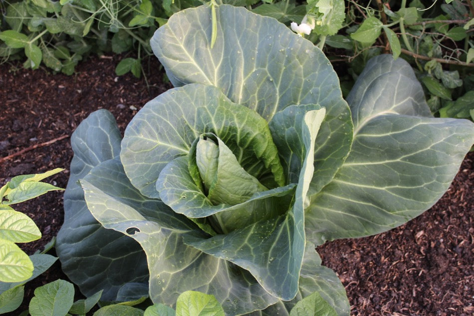 June 2016 no dig, fertility boosts, summer sowing and harvests, making compost, events