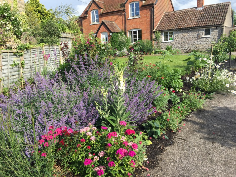 June '16 update on harvests, pests, flowers, compost, hotbeds, sowings