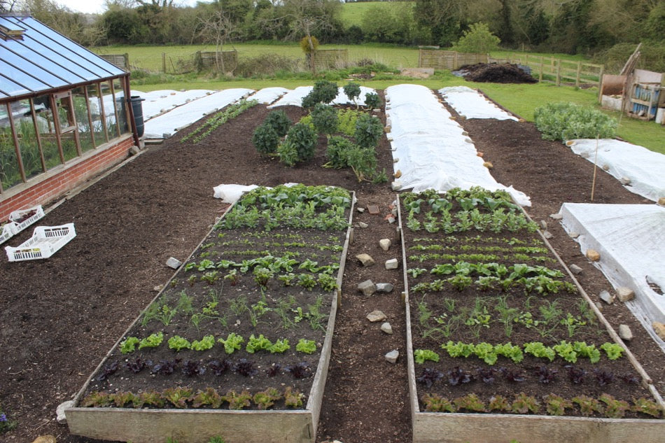 May 2016 sow, plant, make compost, using fleece