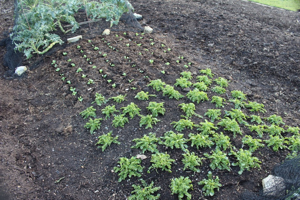 Mid March 2016, sowing and planting in no dig