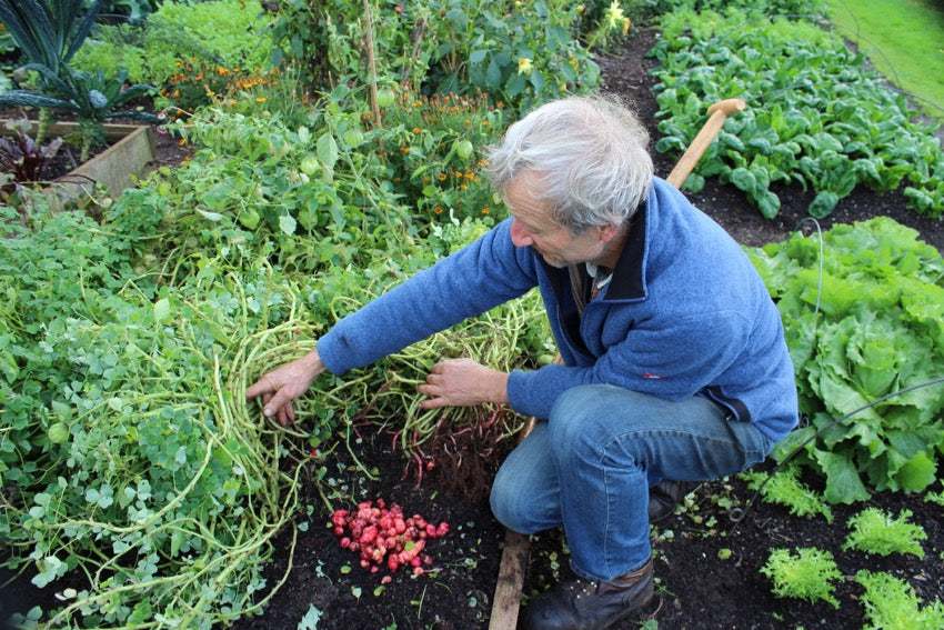 Veg growing mid Nov 15