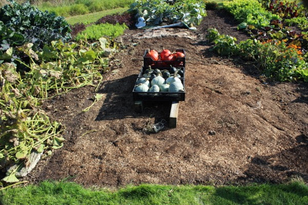 October veg garden 2015