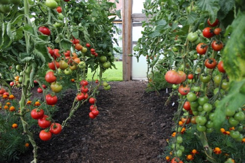 September veg garden 2015