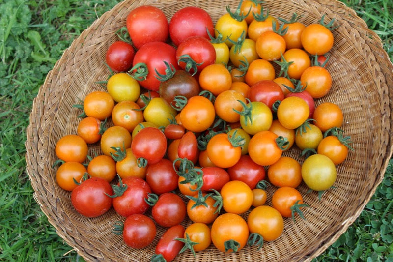 July 2015 update, harvests, clearing, more sowing