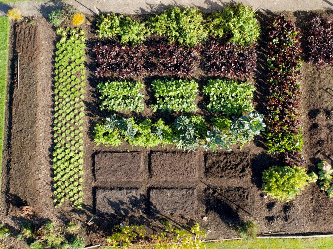 Three-Strip Trial 2014–2024: no dig, forking, different composts, no rotation