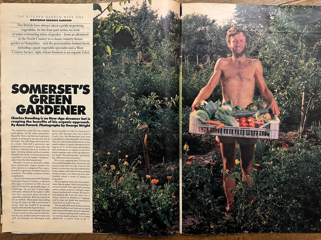 Observer Magazine 1991