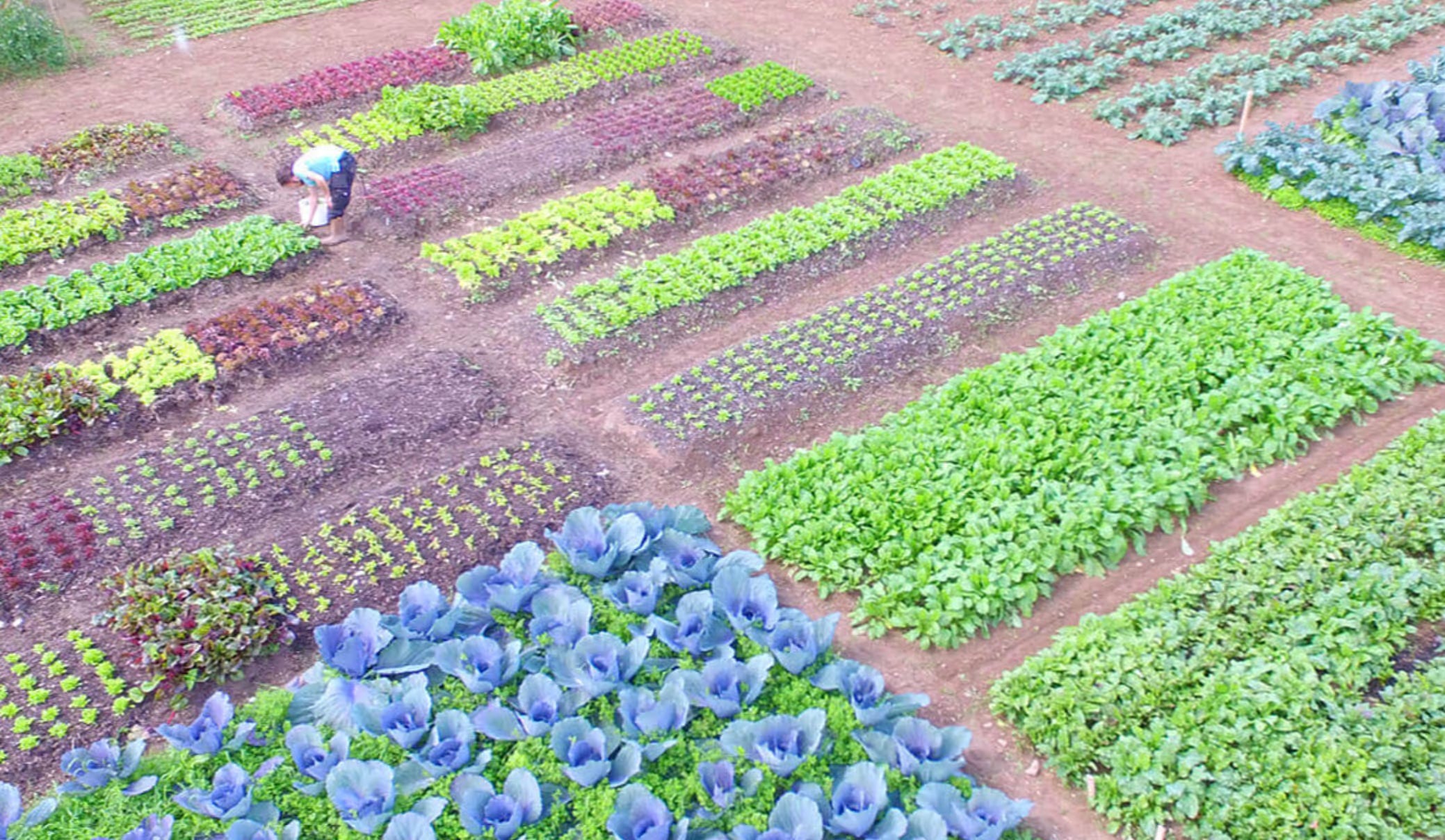 No Dig Workshop in Adare, Ireland