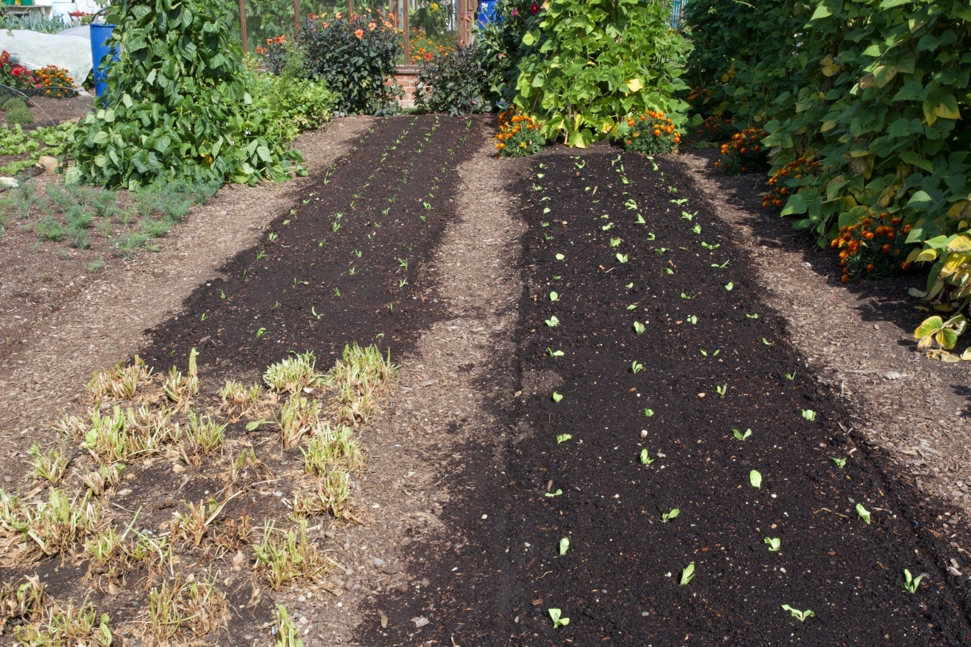 Prep for Autumn, late August