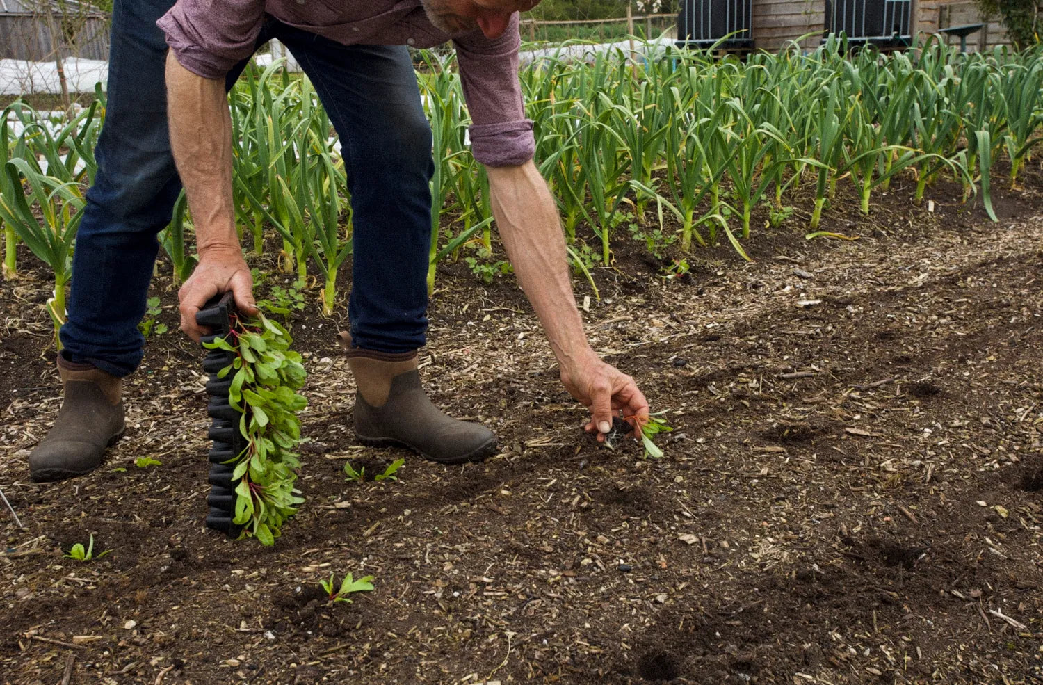 No Dig Growing for Beginners – Online Course