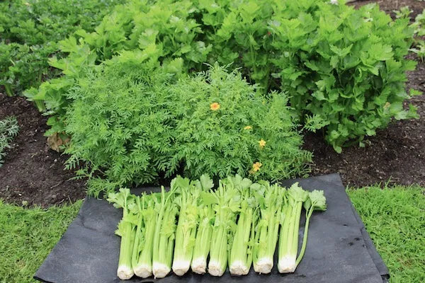 Celery & Celeriac