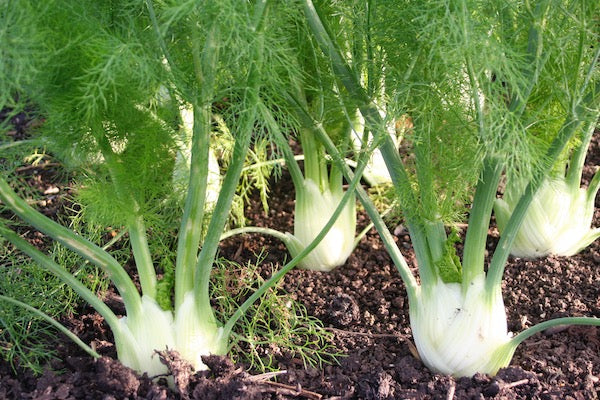 Florence Fennel