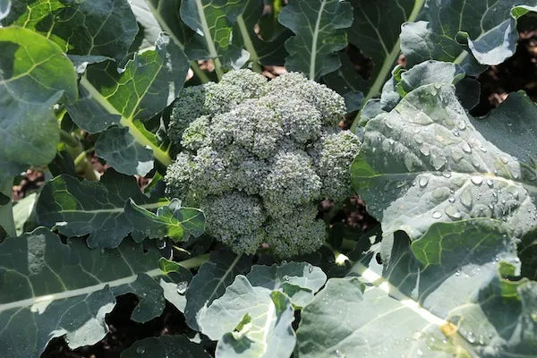 Broccoli