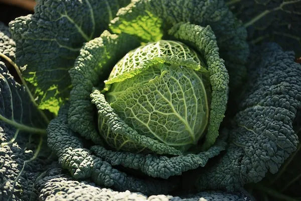 Cabbage