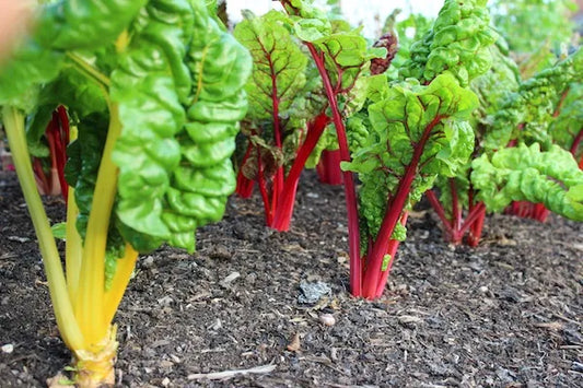 Chard & Leaf Beet