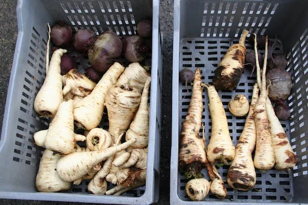 Pests and Diseases - Online Course