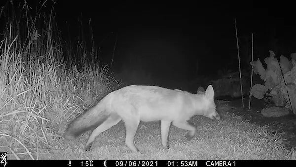 Pests and Diseases - Online Course