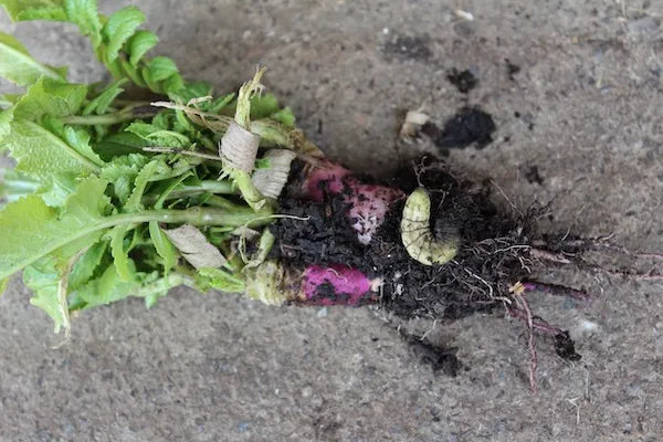 Pests and Diseases - Online Course