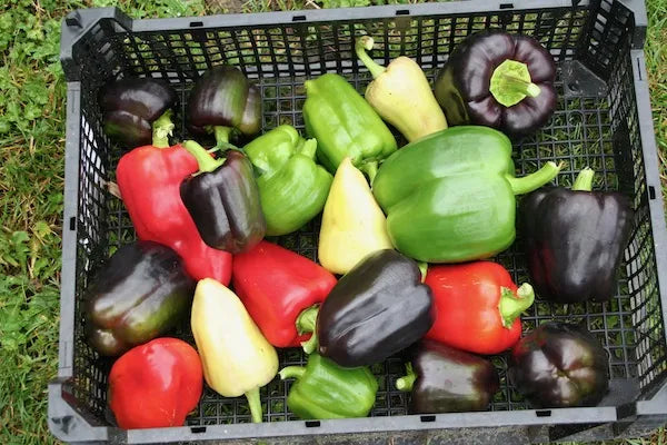 Capsicums