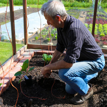 Aubergine / Eggplant / Brinjal Growing Guide