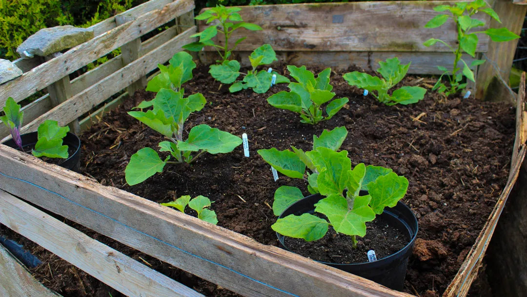 Aubergine / Eggplant / Brinjal Growing Guide