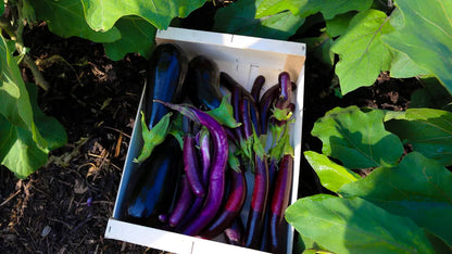 Aubergine / Eggplant / Brinjal Growing Guide