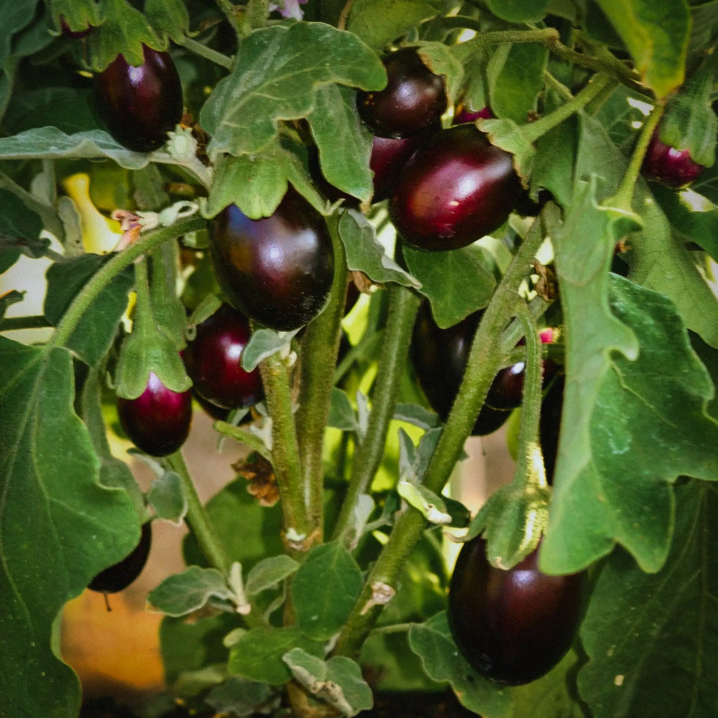 Aubergine / Eggplant / Brinjal