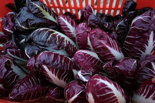 Chicory/Radicchio