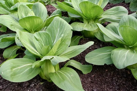 Chinese / Napa Cabbage & Oriental Leaves