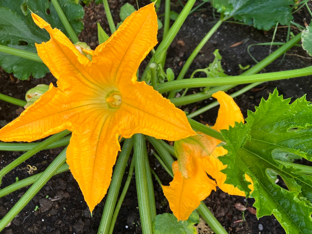 Courgette / Zucchini, including Summer Squash