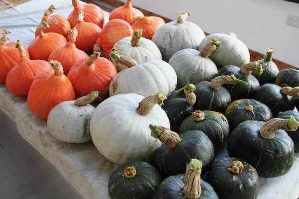 Squash for Winter