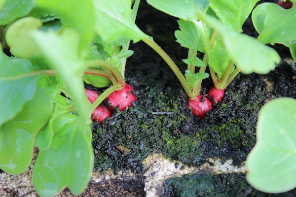 Radish