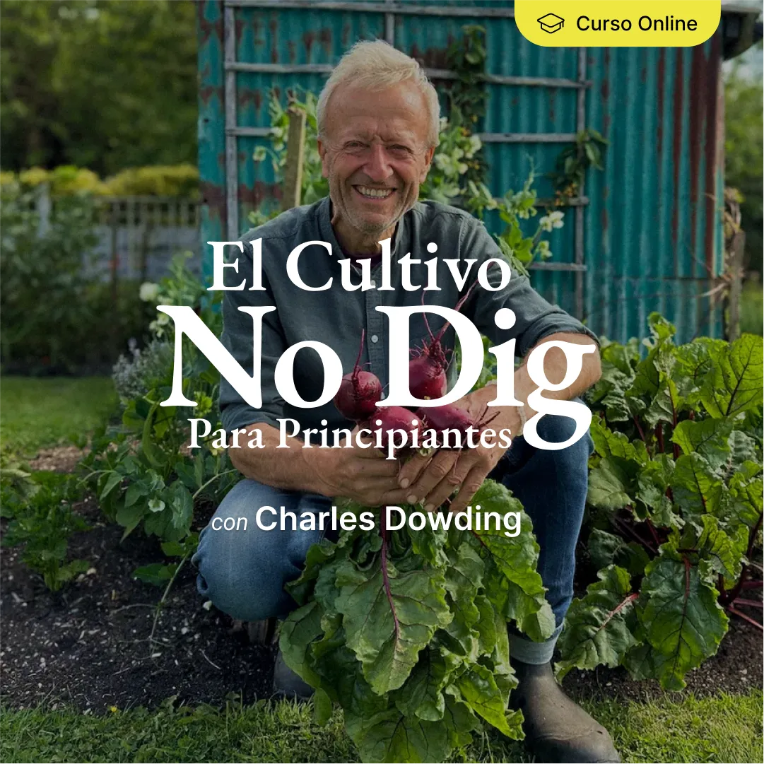 El cultivo no dig para principiantes: curso en línea
